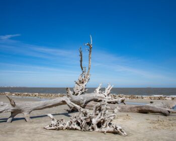 Driftwood Beach