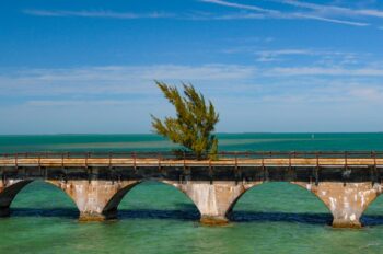 Fred the Tree - The Keys FL
