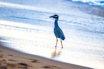 Yellow-crowned Night-Heron