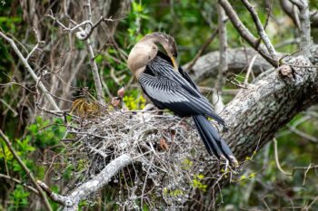 Anhinga, AKA Snakebird and Babies