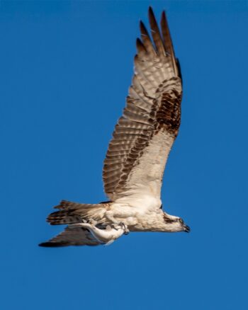 Osprey (Fish Hawk) taking dinner home.