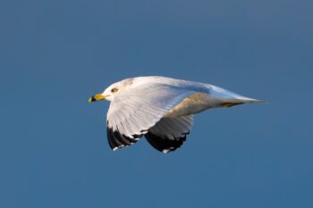 Bullet gull