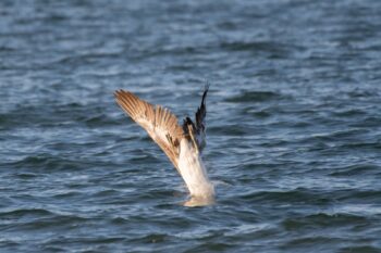 Brown Pelican Diving for Fish