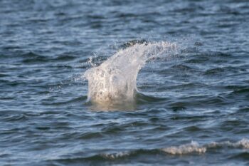Brown Pelican Diving for Fish