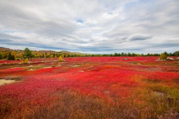 Blueberry Field